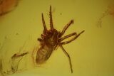 Fossil Spider (Aranea) In Baltic Amber #58101-2